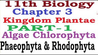 Kingdom PlantaePart1AlgaeGreen algaeRed AlgaeBrown AlgaeCharacters Examples Reproduction [upl. by Olympia379]