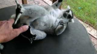 Ringtailed lemur loves to be pet [upl. by Walt]