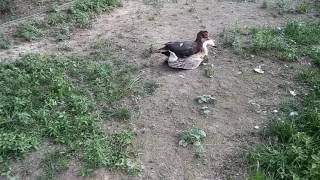 Duck trying to breed a goose [upl. by Marline]