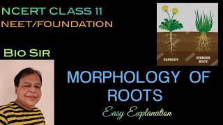 Morphology of Root  Class 11 Morphology of Flowering Plants NCERT [upl. by Reitrac]