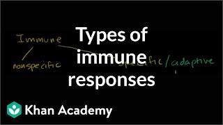 Types of immune responses Innate and adaptive humoral vs cellmediated  NCLEXRN  Khan Academy [upl. by Eelrahs]