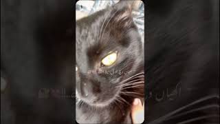 to Jo milia aa song 🥰for pet lovers😘🥺emotional song 🥺🥺 [upl. by Utter]