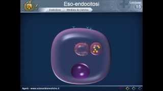 Citologia 15  Eso endocitosi [upl. by Reinwald]