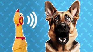 5 Squeaky Toy Sound For Dog Reaction  Dog Sounds and Noises [upl. by Occir442]