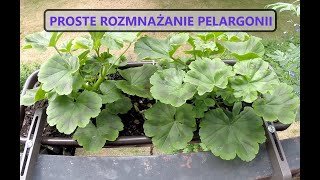 Jak rozmnażać pelargonie i komarzycę z posiadanych sadzonek  najprostszy sposób [upl. by Anthiathia]