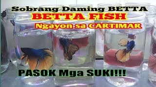 BETTA FISH at CARTIMAR with stall number [upl. by Edy195]