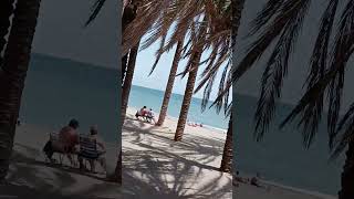 papegaaien op het strand in Torremolinos [upl. by Xuerd]