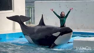 Orca splash show “lets be like Ike” Sept 21 2024  Kamogawa SW 🇯🇵 [upl. by Cired]