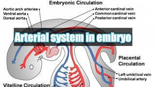 Arterial system of embryo  embryology of CVS  intersegmental arteries  vitelline coronary artery [upl. by Ivie]