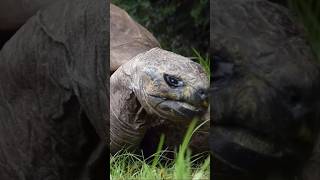 Jonathan the tortoise is the world’s oldest animal at the age of 191 🥰 [upl. by Bridges]