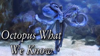 Octopus What We Know Octopus Intelligence Experiment Takes an Unexpected Turn [upl. by Studner107]