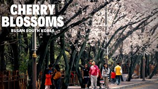 Korea Travel Vlog Cherry Blossoms in DalmajiGil Busan South Korea [upl. by Etnahc]