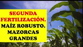 2DA FERTILIZACION DEL CULTIVO DE MAIZ CUANDO Y COMO  AGRONOMIA  CULTIVO EXITOSO [upl. by Sailesh]