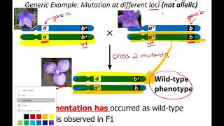 complementation supplemental lecture [upl. by Anaib]