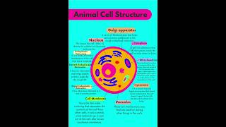 Structure of Animal cellAnimal cell structureFunction of Animal cell organellesanimalcellshorts [upl. by Radke54]