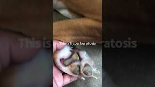 Dog’s Paw Hyperkeratosis [upl. by Gem969]