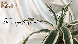 Dracaena fragrans Plant Care Tips  The Houseplant Alphabet [upl. by Eelyma]