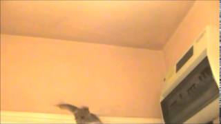 Pipistrelle bat getting flight practise in our hallway [upl. by Aryam176]