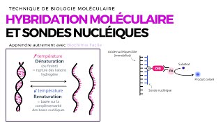 HYBRIDATION MOLĂ‰CULAIRE ET SONDES NUCLĂ‰IQUES  Biochimie Facile [upl. by Zehe846]