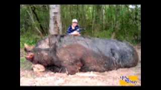 HOGZILLA The Largest Hog EVER Hogzilla and an 11yr old Kill a 1150 lb wild hog [upl. by Anita957]