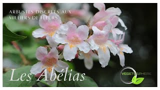 Abelia un arbuste discret avec des milliers de fleurs arbuste vegetosphere abelia [upl. by Emiatej]