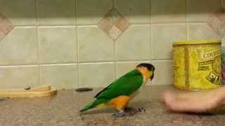 Hopping Caique Parrot Cute Parrot Jumps Across Counter [upl. by Spieler]