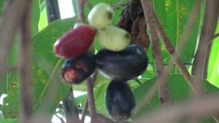 Syzygium Cumini  Jambul  Java Plum  Black Plum  Jamun fruits and tree [upl. by Ainedrag878]