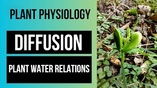 PLANT WATER RELATIONS  DIFFUSION  PLANT PHYSIOLOGY PART 1 neet lifescience botany [upl. by Anaeerb]