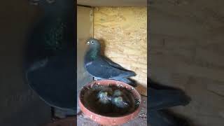 Stichelbaut pigeons breeding pair  5 2024  wwwstichelbautpigeonscom [upl. by Etnaik851]