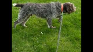 Ranger le Griffon Korthals  cat walking on mallard duck  au coulé sur canard colvert [upl. by Ahtibat]