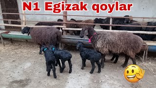 Yana zor bogoz puli otta arzon1900 min somdan qoylar VA egizaklar☎️902040505xisori [upl. by Read]