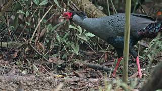 Siamese fireback Lophura diardi also known as Diards fireback in Vietnam rainforest [upl. by Fedirko]