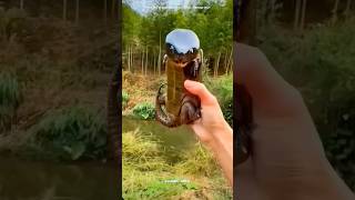 Big Headed Turtle 😱 sciencefacts facts shorts [upl. by Ardnaxila]