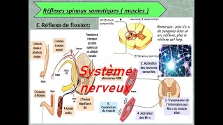 système nerveux les types des arcs de reflexe [upl. by Christyna780]