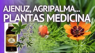 PLANTAS MEDICINALES Agripalma Ajenuz Acanto Adonis adhatoda acacia agar adhatoda alcanfor [upl. by Woehick453]