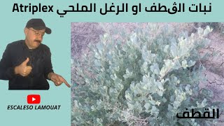 نبات الڨطف او الرغل الملحي Atriplex [upl. by Nerine]