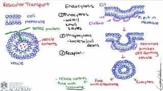 Vesicular Transport [upl. by Nyllewell]