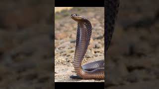 The large brown spitting cobra  Naja asheisnake [upl. by Ailed]