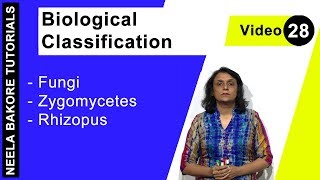 Biological Classification  NEET  Fungi  Zygomycetes Rhizopus  Neela Bakore Tutorials [upl. by Lewiss959]