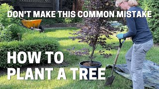 How To Plant a Container Grown Japanese Maple Tree  Dont Make This Common Mistake [upl. by Llywellyn77]