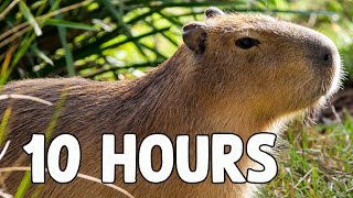 Capybara Song 10 HOURS [upl. by Sallie296]