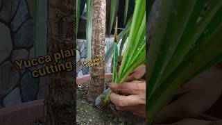 Easy tips to grow Yucca plant from cutting yucca shorts [upl. by Freeborn]