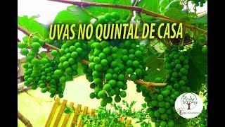 Parreira de Uva em Casa Dicas para Colher Boas Uvas sem Doenças [upl. by Irish74]