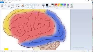 Corticobulbar Tracts  Stroke Effects  dr Laila  أعراض الجلطات الدماغية حسب مكانها [upl. by Enileuqaj160]