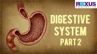 Digestive System  Part 2 [upl. by Yajet]