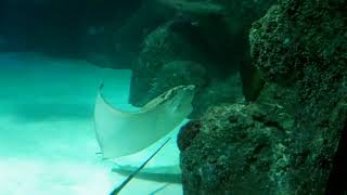 Cownose Ray Rhinoptera bonasus [upl. by Silber586]