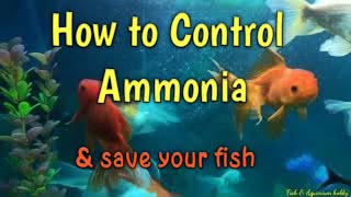 How to Control Ammonia amp save your fishs [upl. by Merle]