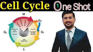 Cell cycle chapter 19 Fsc biology class 12 in one shot [upl. by Lattimer]