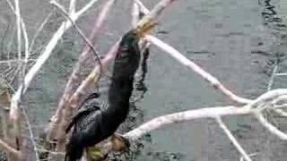 Anhinga swallows large fish [upl. by Luaped557]