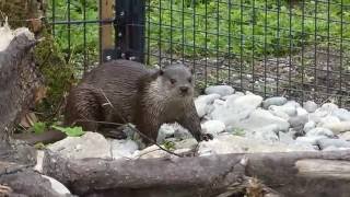 Fischotter on tour  Fischotter erkundet sein neues Revier  Zoo Augsburg Eurasische Fischotter [upl. by Itsirk]